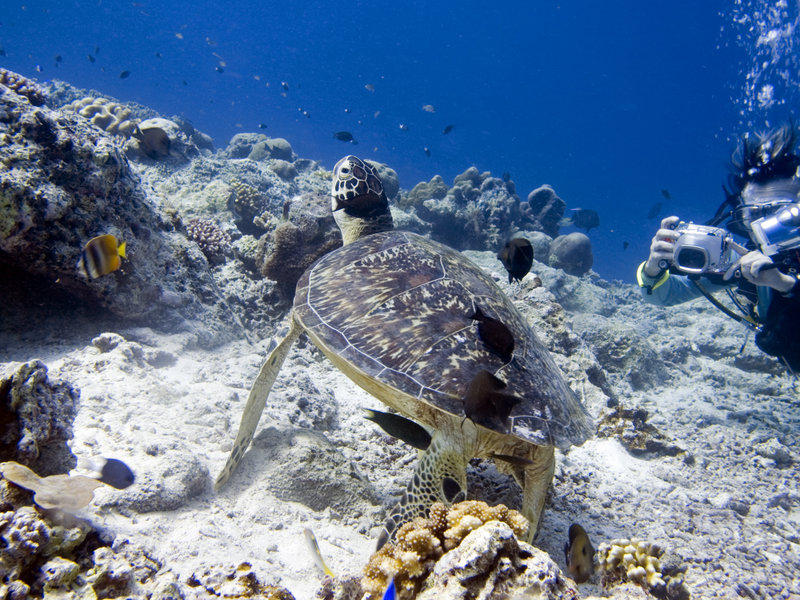 Turtle, Barracuda Point